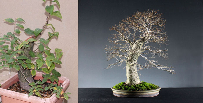 elm bonsai